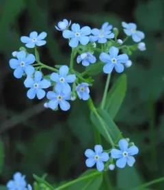 many-flowered stickseed thumbnail 3