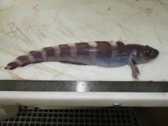 Doubleline Eelpout thumbnail 2