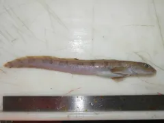 Checker Eelpout thumbnail 1