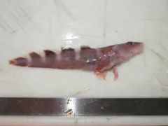 Lütken's eelpout thumbnail 1