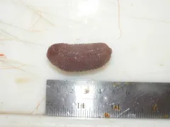 Barth's Sea Cucumber thumbnail 1