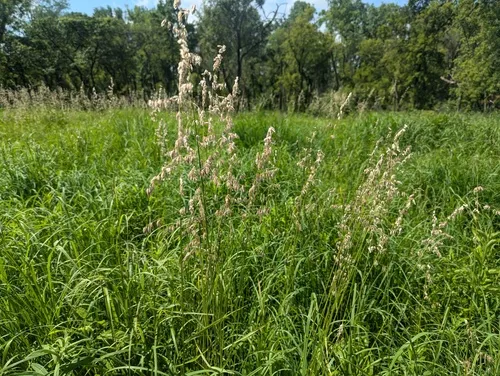 Threeflower Melicgrass
