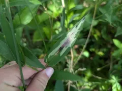 Cerodontha angulata thumbnail 2