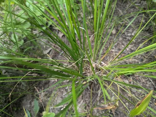 Slim-leaf Witchgrass