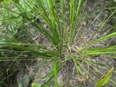 Slim-leaf Witchgrass thumbnail 1