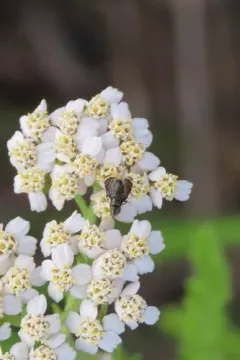 Amphicnephes pullus thumbnail 2