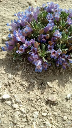 Stemless Beardtongue