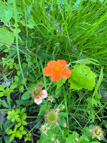 Scarlet Avens