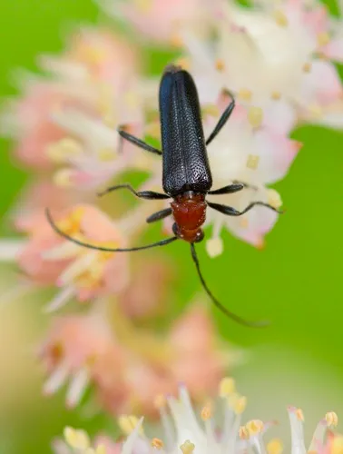 Alosterna capitata