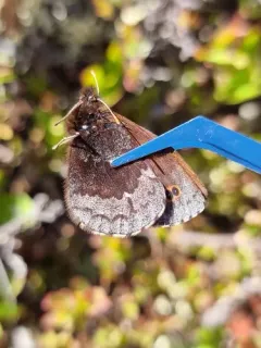 Arctic Ringlet thumbnail 3