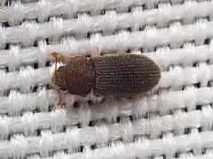 Synchita fuliginosa thumbnail 3