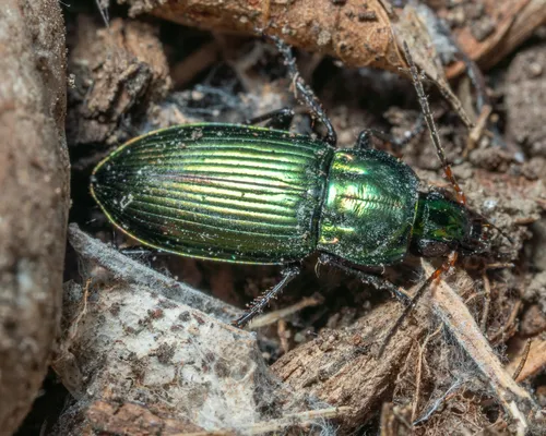 Poecilus chalcites