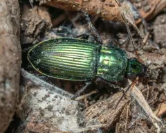 Poecilus chalcites thumbnail 1