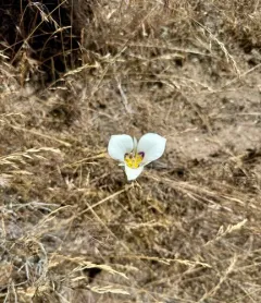 Bruneau Mariposa Lily thumbnail 3