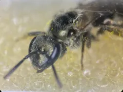 Sable Island Sweat Bee thumbnail 1