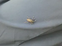 Sachalinobia rugipennis thumbnail 3