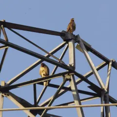 Red-tailed Hawk thumbnail 2