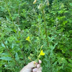Large-flowered Evening-primrose thumbnail 4