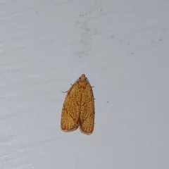 Four-lined Leafroller Moth thumbnail 4