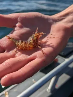 Spiny Lebbeid thumbnail 3