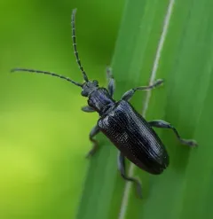 Frost's reed beetle thumbnail 3