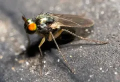 Gymnopternus opacus thumbnail 2