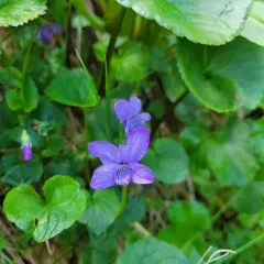 alaska violet thumbnail 4