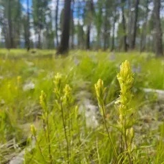 yellowish paintbrush thumbnail 4