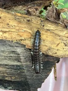 Isaphe convexa thumbnail 2