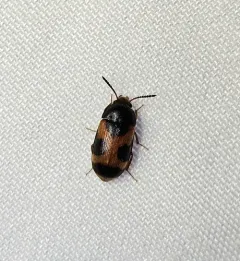 Punctured Hairy Fungus Beetle thumbnail 4