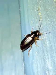 Selenophorus hylacis thumbnail 3