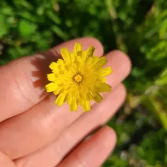 Hairy Hawkbit thumbnail 3