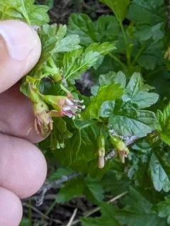 white-stemmed gooseberry thumbnail 3