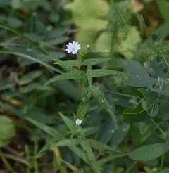 tuber starwort thumbnail 2