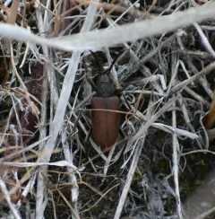 Piodes coriacea thumbnail 3