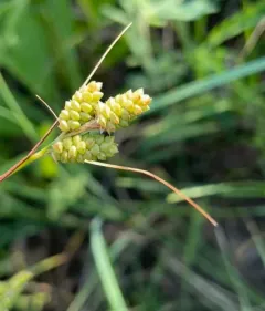 fuzzy wuzzy sedge thumbnail 3