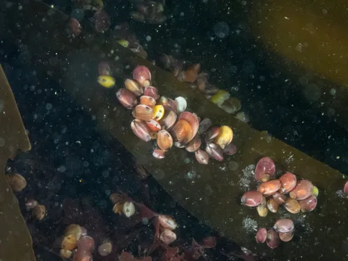 Varnished Mussel