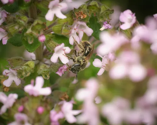 Cresson's Sweat Bee