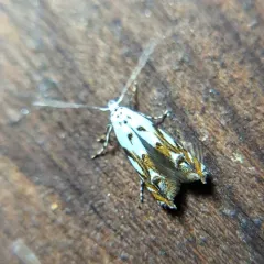 Red-streaked Mompha Moth thumbnail 3