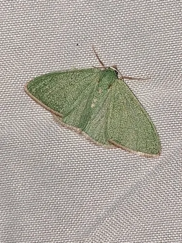 Nemoria intensaria