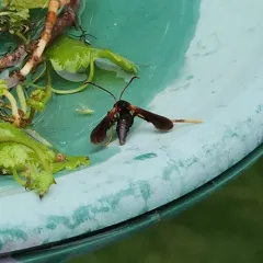 Lilac Borer Moth thumbnail 4