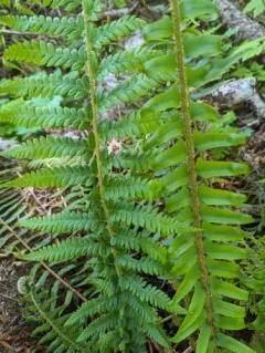 Anderson's holly fern thumbnail 1