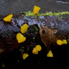 alpine jelly cone thumbnail 1