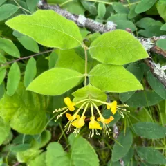 hairy honeysuckle thumbnail 4