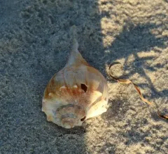 Knobbed Whelk thumbnail 3