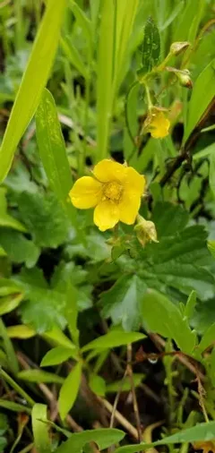 Idaho barren strawberry thumbnail 4