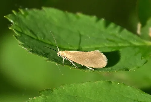 Lampronia sublustris
