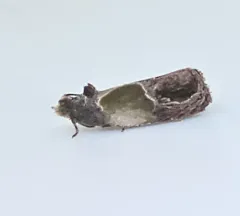 Sculptured Moth thumbnail 4
