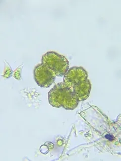 Botryococcus braunii thumbnail 2