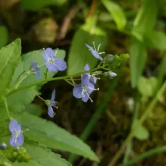 American brooklime thumbnail 4